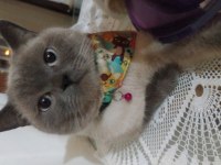 2 yaşında british shorthair blue point kısır