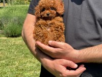 Toy Poodle Bebekler Yuvalara Hazır