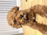 Tüm aşıları tam tuvalet eğitimli ve çipli poodle
