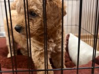 2 Aylık Toy Poodle