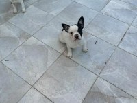 French bulldog yavru