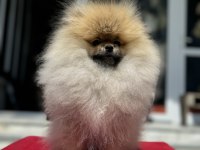 Yasal çiftlikde ziyarete açık pomeranian boo