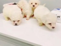 2 aylık maltipoo yavrularımız