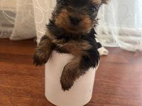 Yorki bebek köpekler