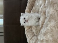 British Longhair Bebekler