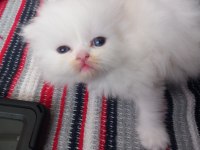 İran kedisi yavrularım