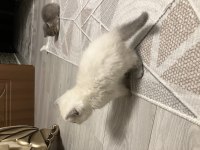 45 günlük erkek yavru british shorthair