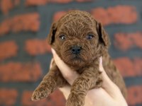 Poodle bebeklerim yeni ailelerimi arıyor