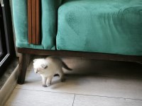 1 -1 buçuk aylık scottish fold yavru sahiplendirme