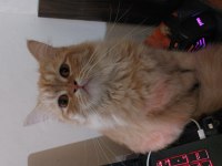 Ragdoll kızımızı ve oğlumuzun sahiplendirmek istiyorum
