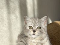 Tuvalet eğitimi var oyun oynamayı seven british shorthair