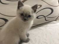 British Shorthair Yavrularım Yuvalarını Bekliyor