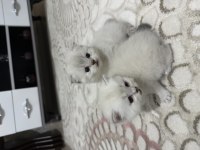 British Ve Scottish Shorthair