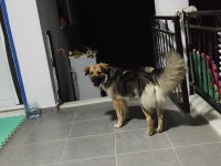Ücretsiz sahiplendirme köpeğimiz