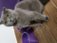 8 aylık erkek scottish fold