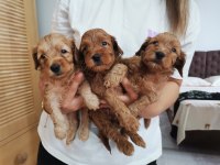 24 mayıs doğumlu maltipoo yavrular