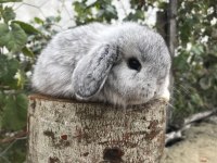 Mini lop tavşan bebeklerimiz