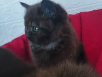 Kediler hakkında bilgi için ulaşın