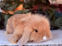 ORJİNAL HOLLANDA TEDDY LOP TAVŞAN YAVRULAR