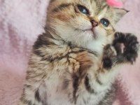 58 günlük tabby renk dişi yavrumuz yeni yuvasına hazır kedim