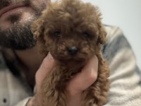 Orijinal toy poodle bebekler