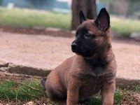 Belçika Kurdu Köpeğimiz