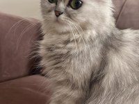 Chinchilla longhair
