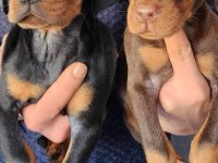 Safkan King Doberman Yavrular