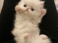 SAF KAN İRAN KEDİSİ BEYAZ YAVRU