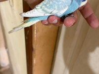 31 GÜNLÜK OĞLAN BEBEK MUHABBET KUŞUMUZ