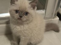 British Shorthair Blue Point Kedimiz