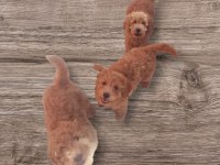 Minyatür toy poodle yavrularımız