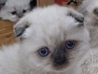 Teslime hazır scottish fold erkek yavrum yuva arıyor