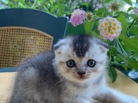 1 buçuk aylık 2 tane erkek yavru british longhair