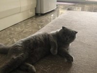 Kedi sahiplendirne
