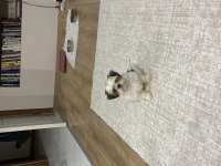 3 aylık dişi has shih-tzu