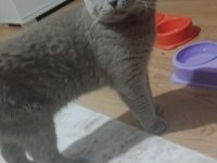 Erkek scottish fold cins