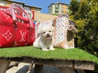 TATLI TADINDA MALTESE TERİER