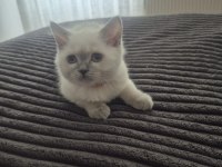 Blue point british shorthair yavrular