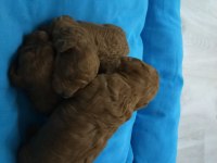5 dişi ve 2 erkek mükemmel kalitede poodle yavrular