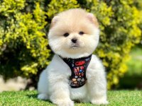 Safkan Pomeranian Boo Bebekler