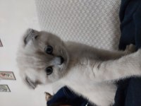 4 aylık scottish fold