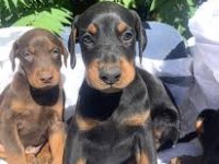 2 Aylık Asil Doberman Yavrularım