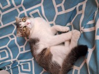 Scottish fold ücretsiz sahiplendirme