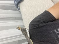 Erkek Yavru Sultan Papağanı