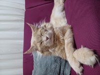 XXL boy safkan maine coon yavrular