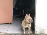 1 YAŞINDA FRANSIZ BULLDOG