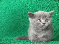 Yuvarlak Kafa Gri British Shorthair