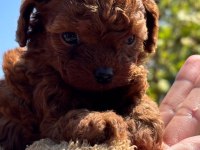 Tuvalet eğitimli yavru kore toy poodle