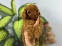 POODLE BEBEKLERİ